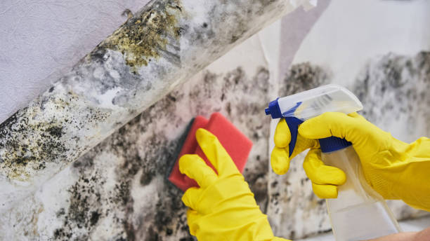  Eldridge, IA Mold Removal Pros